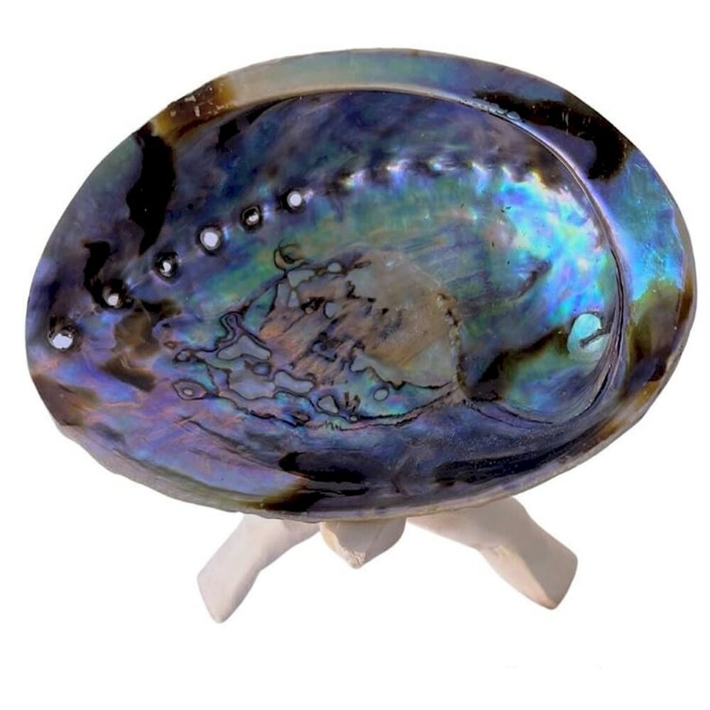 Abalone Shells, 5 - 6 Inches, With Stand New Zealand, Incense Burner Trinket Box